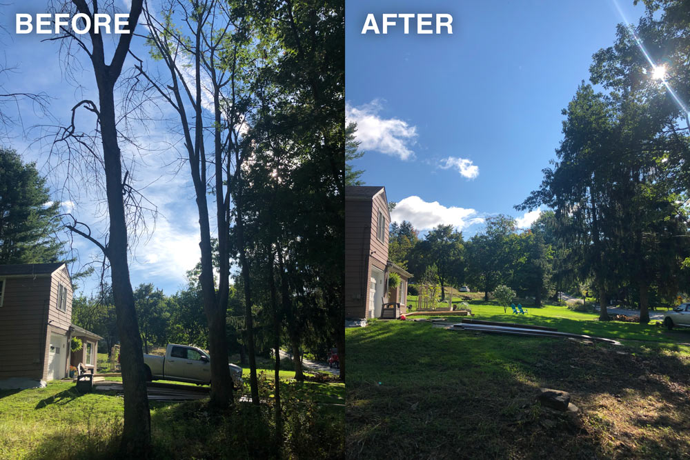 Tree Removal - Before and After
